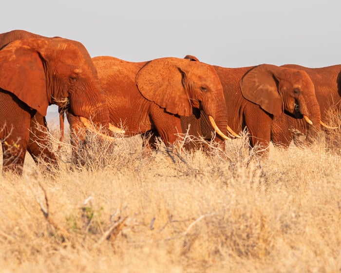 Ancient elephant migration routes are being blocked off – can anything stop the rising death toll?