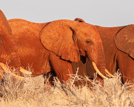 Elephants grazing in Tsavo East national park near Voi in Taita-Taveta county. on September, 12, 2025,