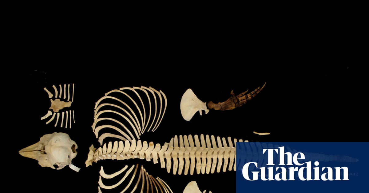 Skeleton of the world’s rarest marine mammal preserved by digital imaging