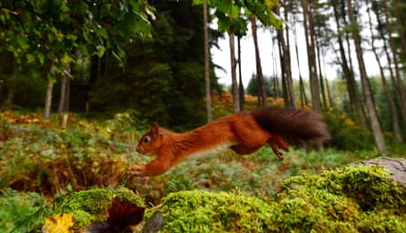 A red squirrel darting along in Kielder Forest, Northumberland.