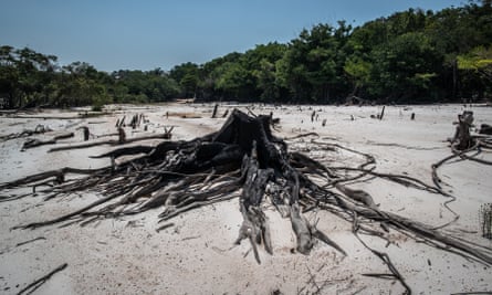 A close-up blackened tree stump and roots are seen on a dry, sandy surface with other stumps in the background in what appears to be a burnt clearing in the forest; tall, living trees with green leaves are seen in the background.