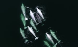 A juvenile narwhal swimming with a family pod of beluga whales in Canada’s Saint Lawrence River