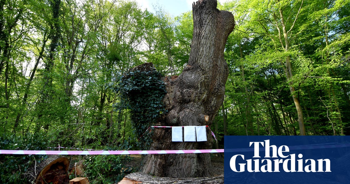 Spurs contractors judged felled Enfield oak to be fine specimen'