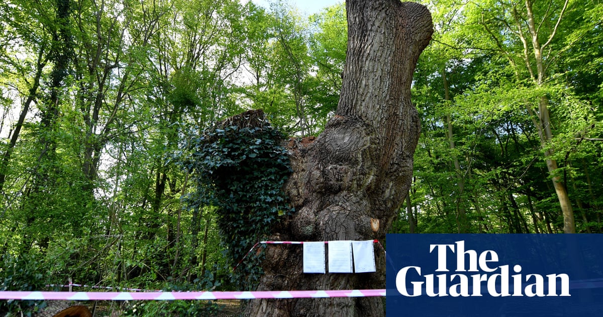 Council leader accepted Spurs tickets days before felling of ancient oak
