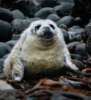 ‘Getting going’||Atlantic grey seal pup ||Isle of Staffa 24.10.2022