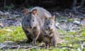 Bandicoot nel Kathleen Murray Park