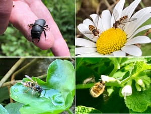 Selection of insects in the Barbican wildlife garden