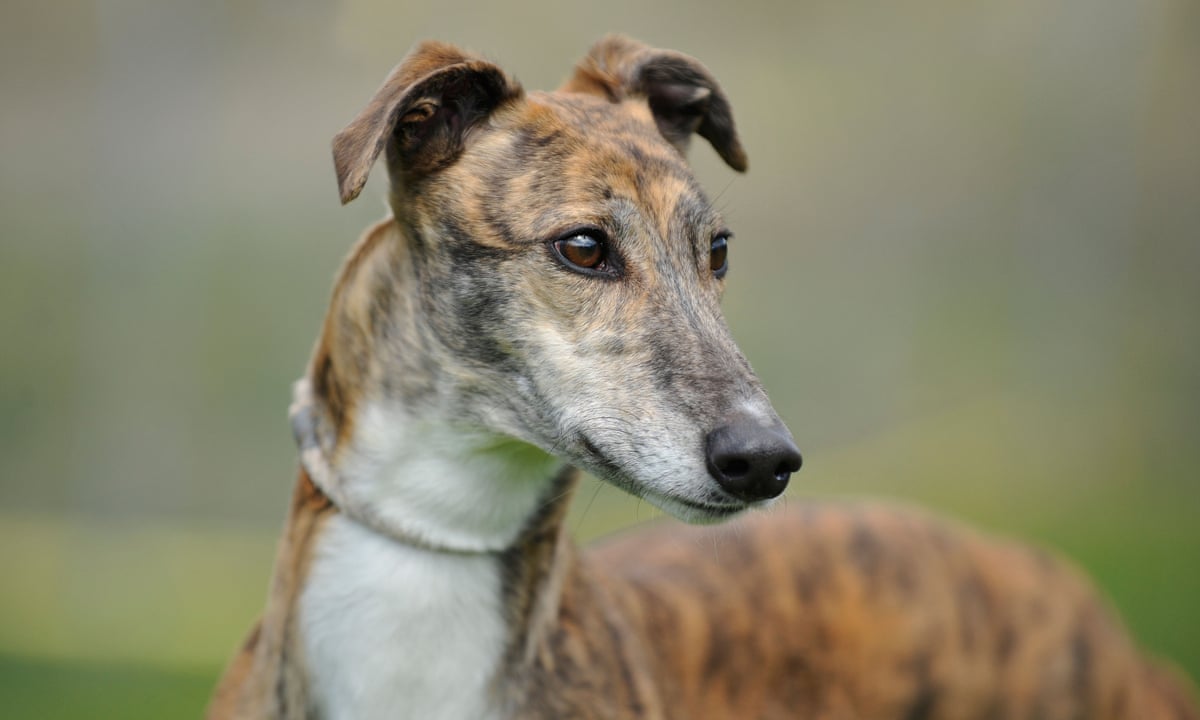 Racing Greyhounds Are Well Looked After | Greyhound Racing | The Guardian