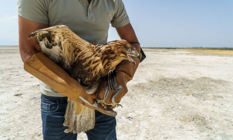 Vet Isa Agit prepares to free a rescued long-legged buzzard on the dried-up bed of Lake Van, Turkey 2021