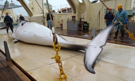 Minke whale on Japanese whaling ship