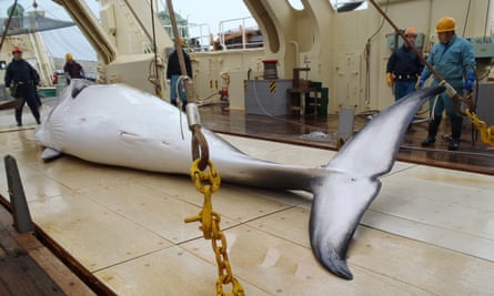 A minke whale on the deck of a Japanese whaling ship in the Antarctic Ocean.
