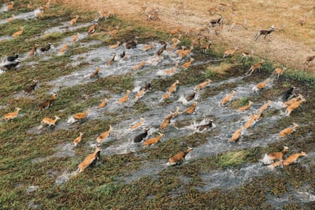 A grande divisão dos elefantes em África: os países enfrentam demasiados elefantes – ou poucos