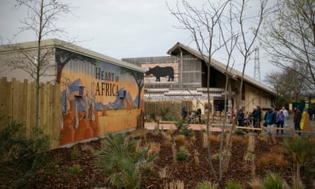 Chester zoo unveils £28m ‘Africa’ facility – complete with chilly giraffes (5) Chester zoo unveils £28m ‘Africa’ facility – complete with chilly giraffes (5)