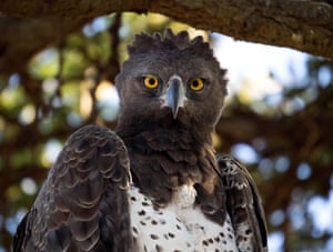 The martial eagle is most commonly found in eastern and southern Africa and is one of the most fearsome of all raptors 