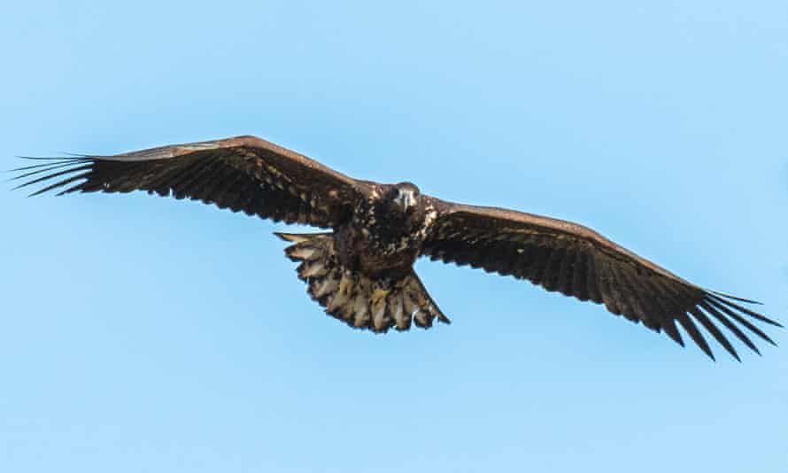 Sea eagles have been reintroduced to the island.