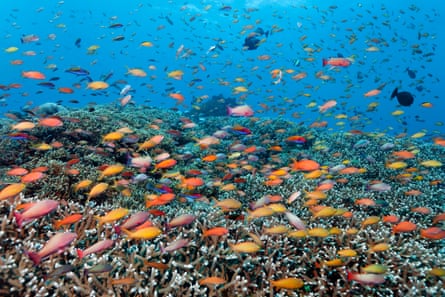 The World Heritage-listed Great Barrier Reef.