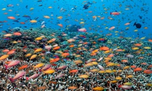 The Senate will look at how and why the Great Barrier Reef Foundation was awarded a $444m grant with no competitive tender process.