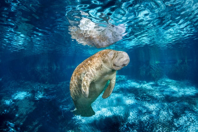 Florida’s manatees are actually relative newcomers, historical research suggests Florida’s manatees are actually relative newcomers, historical research suggests