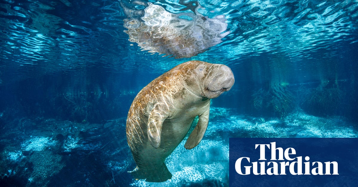 Florida’s manatees are actually relative newcomers, historical research suggests | Marine life Florida’s manatees are actually relative newcomers, historical research suggests | Marine life