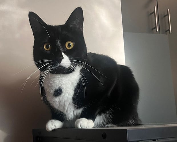 Shinji, a guest feline for the Guardian Thursday quiz