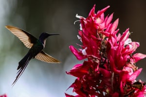 Um beija-flor capturado na cidade de Funilândia, em Minas Gerais, Brasil