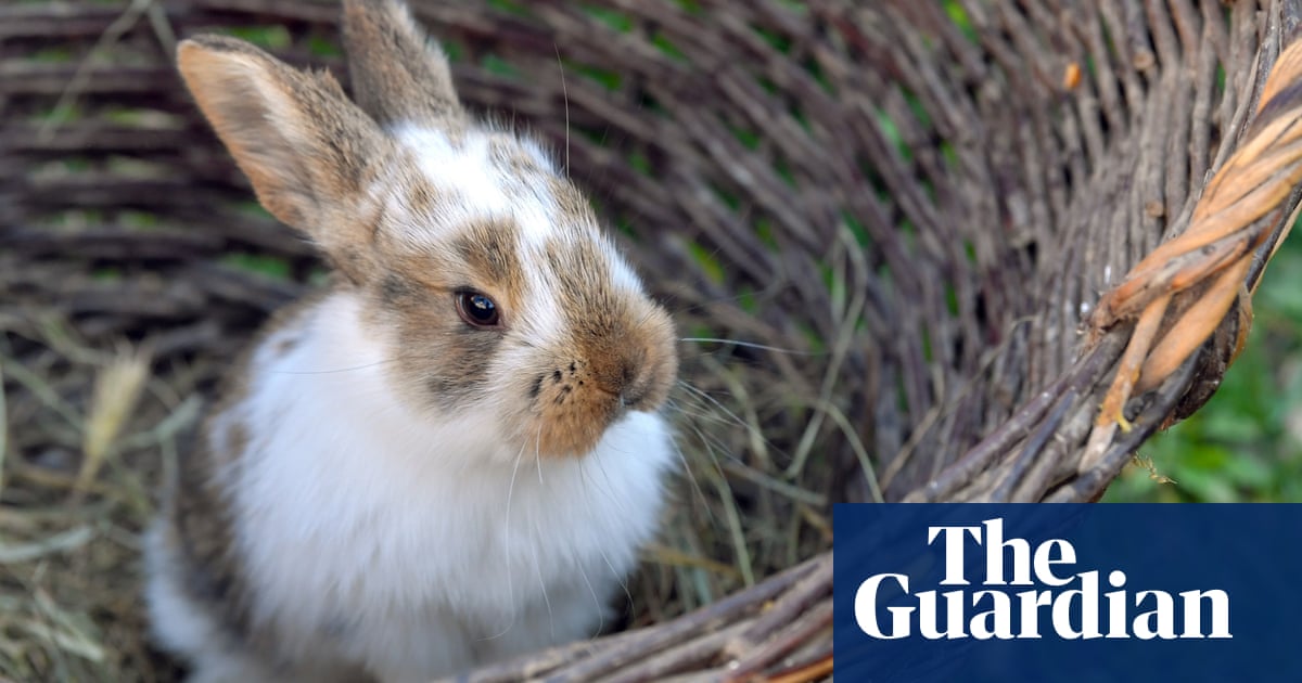 Ben-Fur: Romans brought rabbits to Britain, experts discover