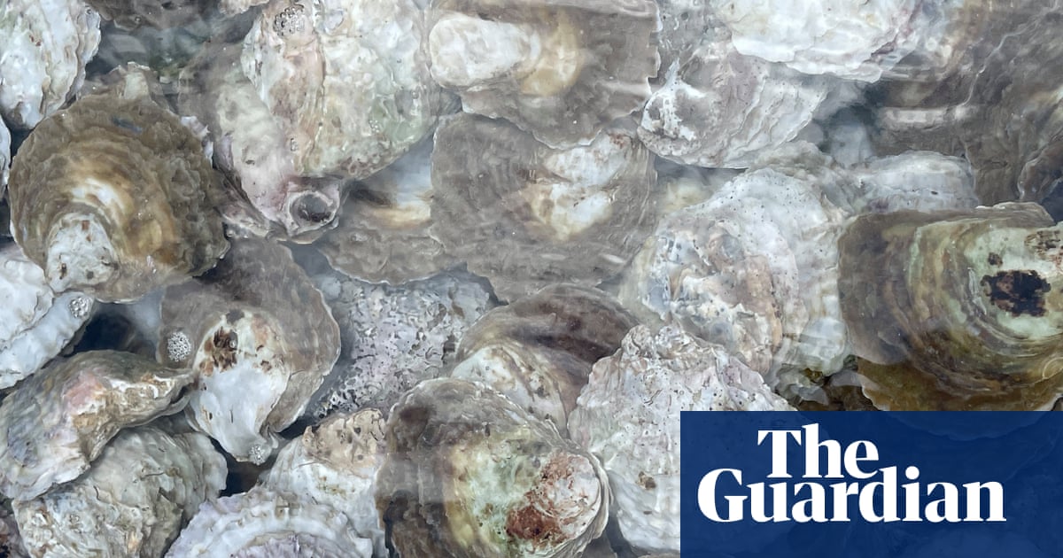 Country diary: These oysters are destined – we hope – for great things | Claire Stares