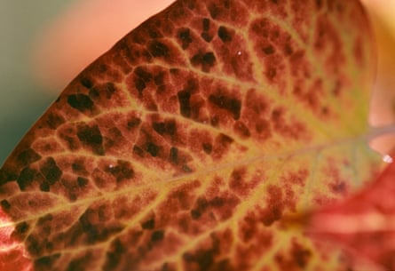 Close-up view of a plant leaf