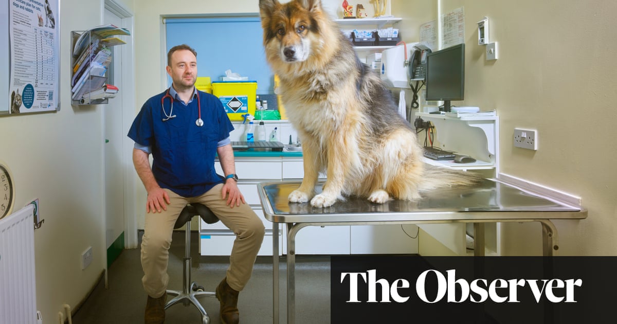 ‘Relentless calls and constant abuse’: why Britain’s vets are in crisis
