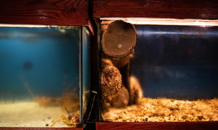 The Poachers And The Treasures Of The Deep Diving For Abalone In diving for abalone in
