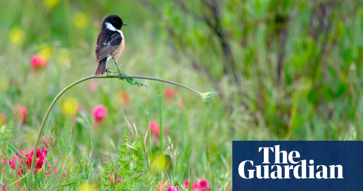 Wildlife photographer of the year 2020 winners – in pictures | Art and