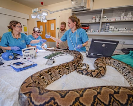 Wide shot of the snake on the operating tables