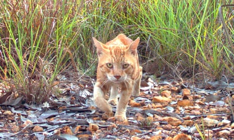 Cat dies 'protecting' young children from one of Australia's most