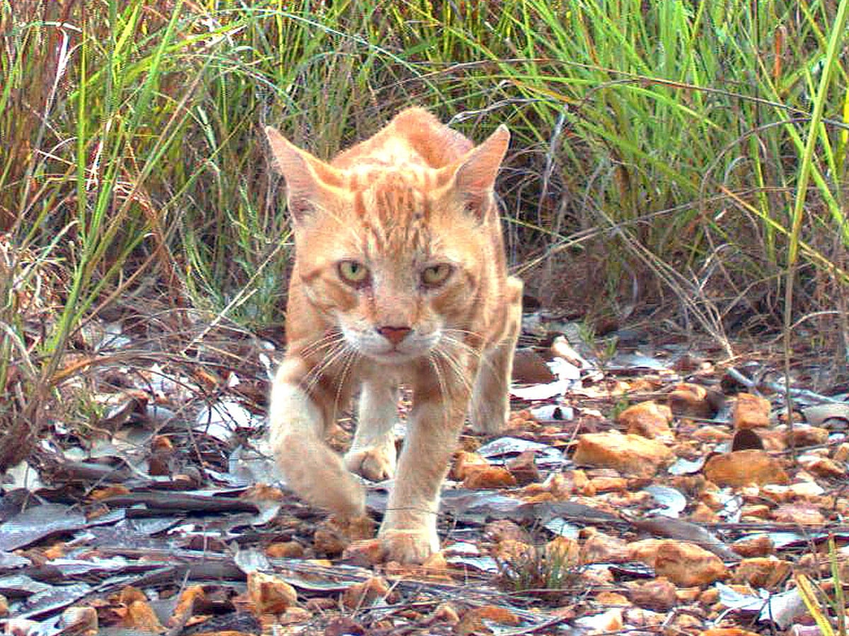 Queensland Council Stands By 10 Bounty For Adult Feral Cat Scalps Australia News The Guardian