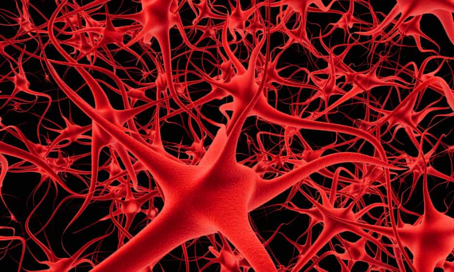 Neurons and nerves in a brain