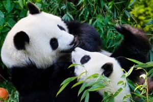 Two giant pandas playing in some greenery