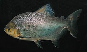 Piranhas With Human Like Teeth In Michigan Fuel Concern Over piranhas with human like teeth in