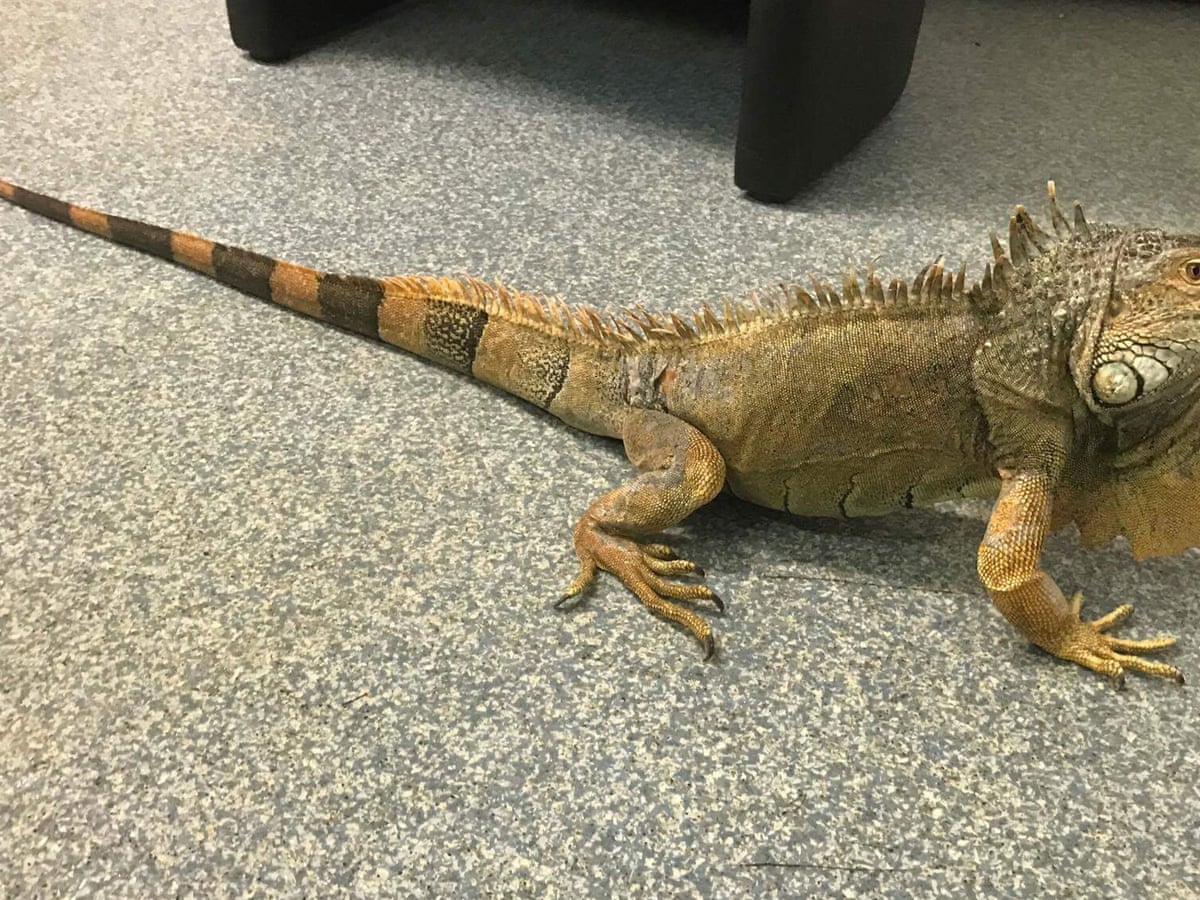 Iggy The Giant Iguana Rescued After Being Found In Scottish Layby World News The Guardian