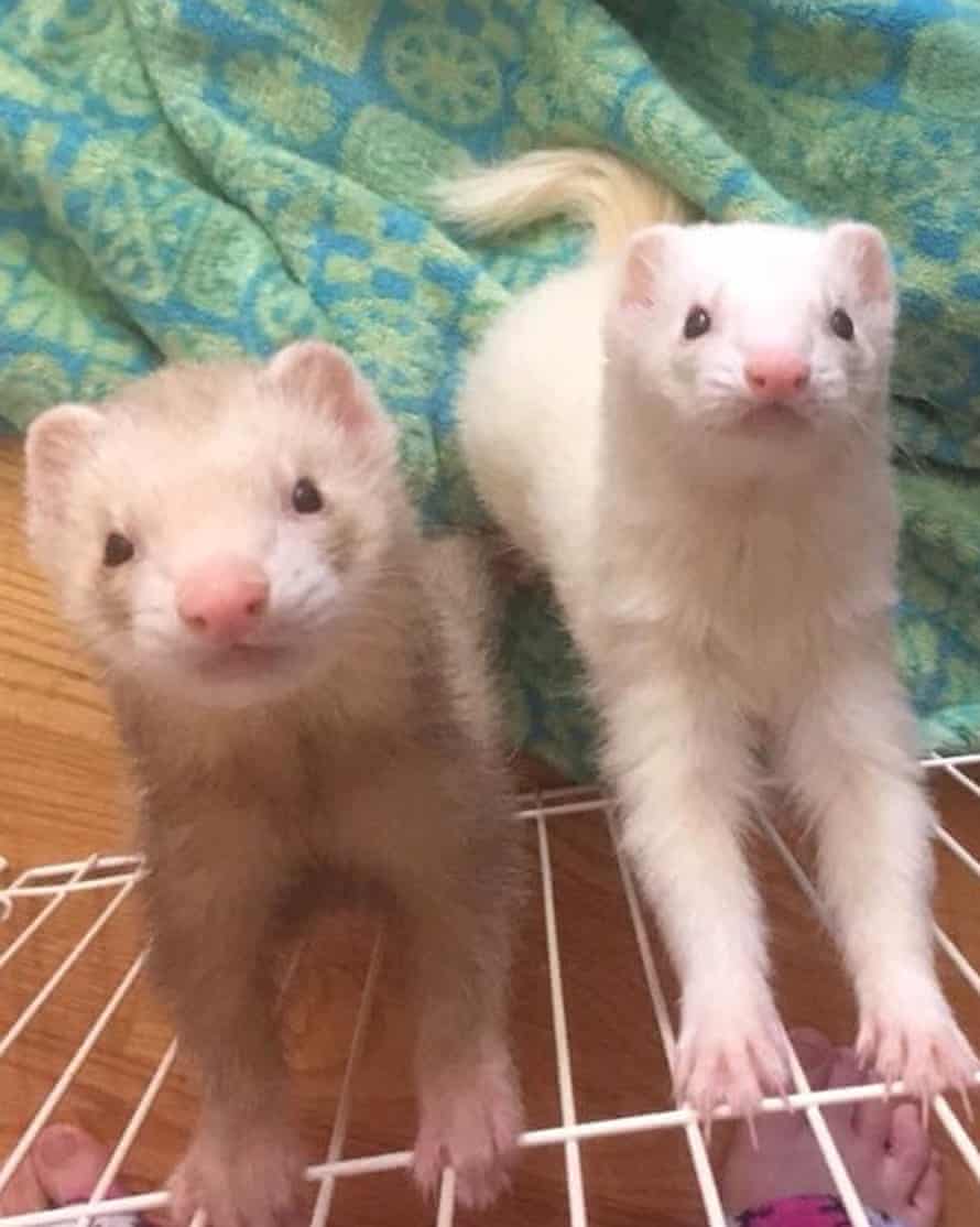 Two ferrets standing on edge of cage