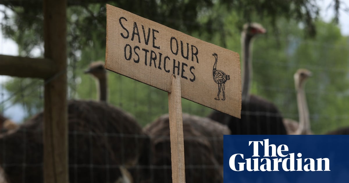 RFK Jr and Mehmet Oz seek to save Canadian ostriches despite avian flu fears