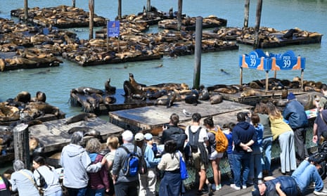Sea lions at Pier 39 as officials say a record number of sea lions seeing the largest gathering in 15 year.