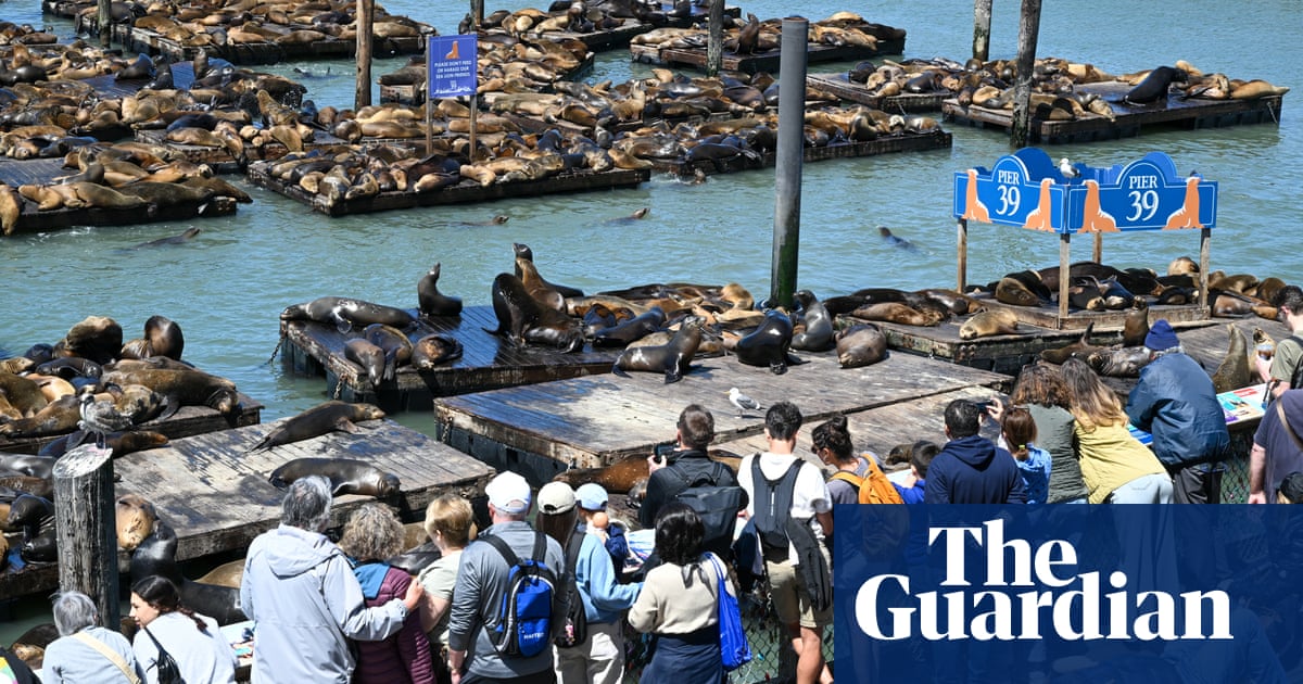 Pier pressure: more than 1,000 sea lions assemble at San Francisco dockside | San Francisco