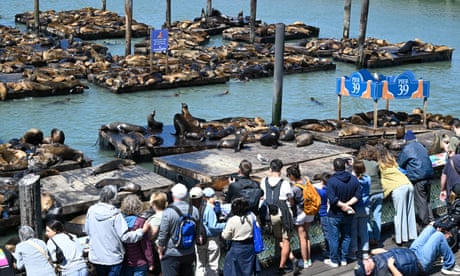 Pier pressure: more than 1,000 sea lions assemble at San Francisco dockside