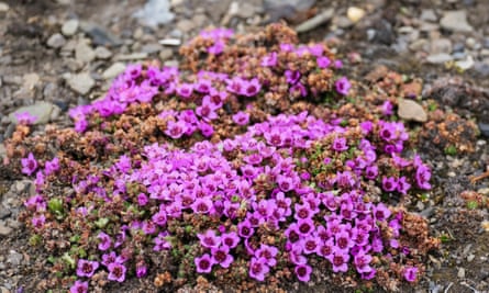 Purple saxifrage flowers
