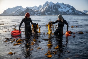 Tamara Singer (L) and Angelita Eriksen, cofounders of Lofoten Seaweed, collect seaweed in the 4C (39.2F) waters of Vareid, in the Atlantic Ocean