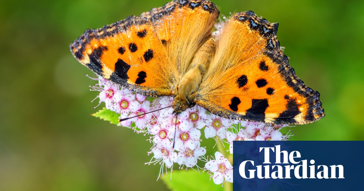 Share your stories and pictures of rare UK wildlife species