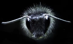 Close-up of a bumblebee showing the antennae and mechanosensory hairs covering its body