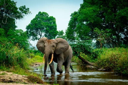 An elephant crossing a river in a rainforest