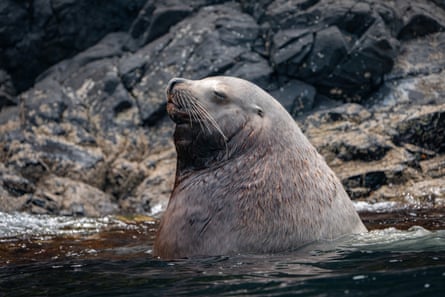 Male Steller sea lions can weigh more than a tonne