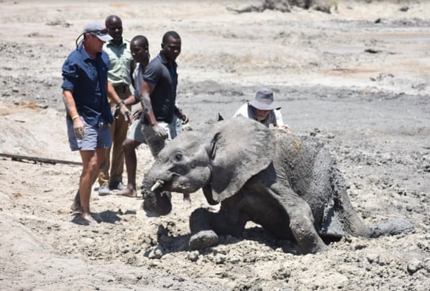 In their desperation, animals try to drink from the mud and the smaller ones get stuck. Workers in Hwange were able to free this juvenile elephant. Photograph: Courtesy of Bhejane Trust